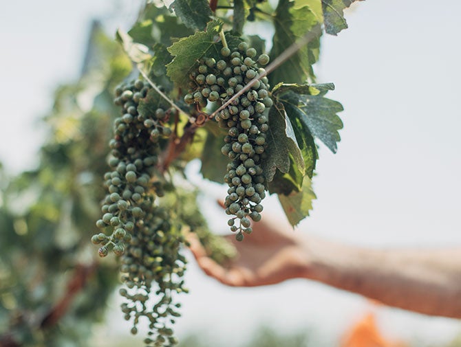 Green grapes